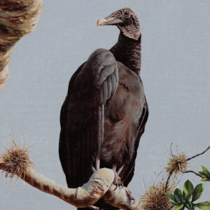 black vulture