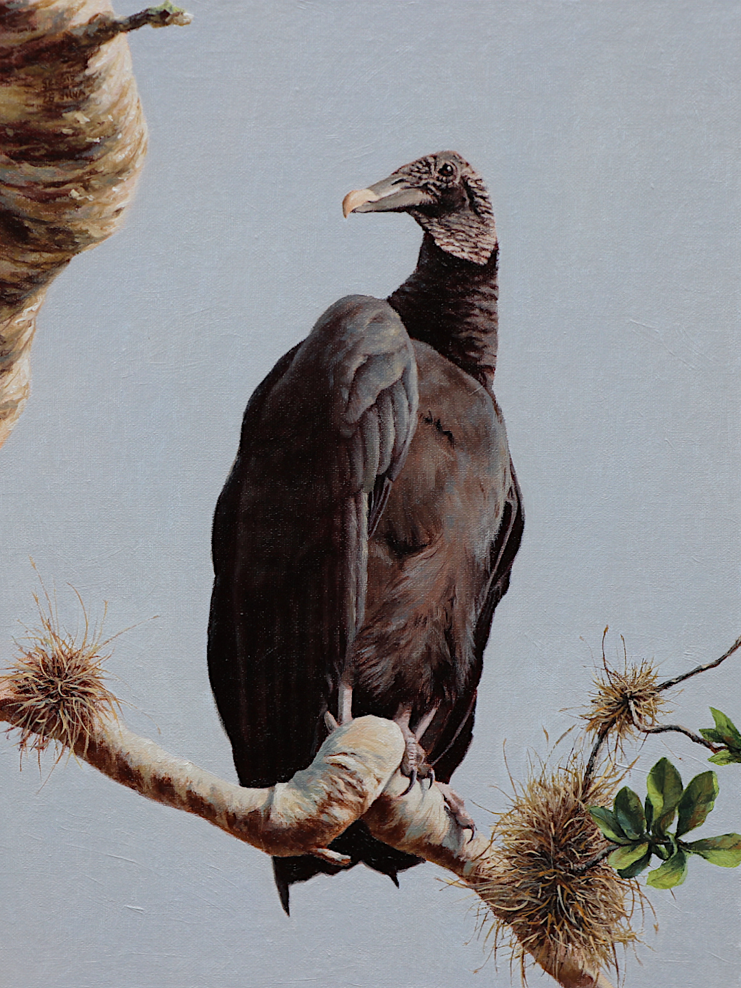 About Me black vulture