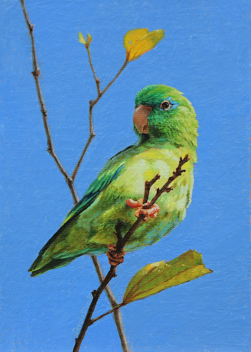 About Me Parakeet